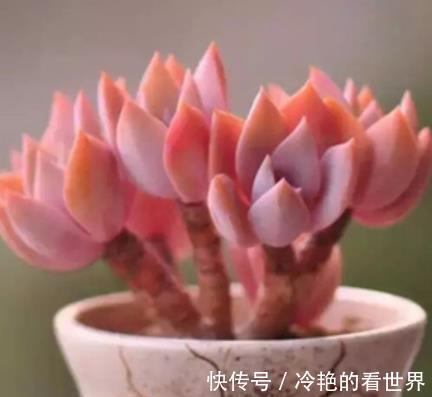 6种经典的粉色系多肉,叶片肥厚颜值高,仙气十足惹人爱