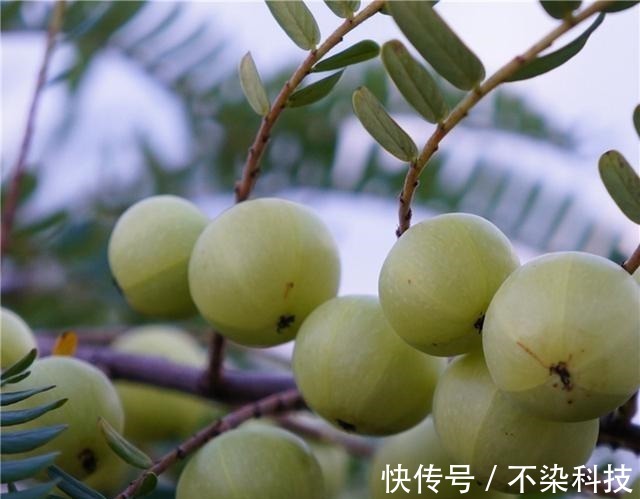 柠檬靠边站,它们是维C之王,好吃价值高,打理还简单,一起看看!