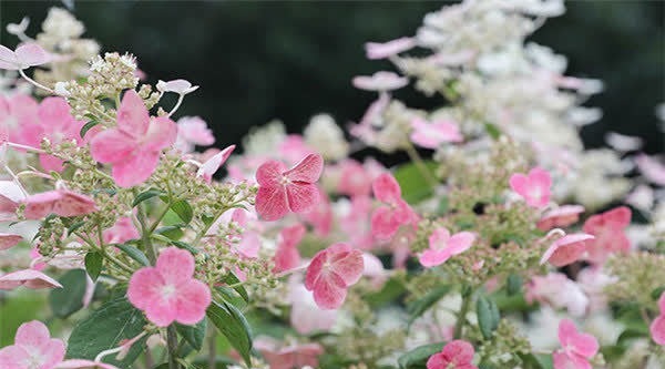 可爱迷人的3种花，美不输玫瑰，四季开花，种植容易，很值得入手