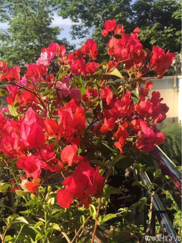 扦插|三角梅的养护大全摘光叶子，少浇水，使劲晒，开花爆满盆