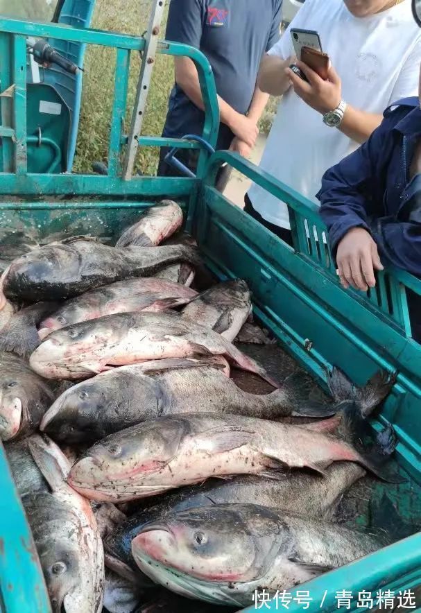 崂山水库开闸放水!一米长的大花鲢随处可见