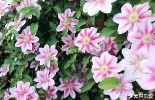 家里就养这四种花,一年四季香满屋,全年开花不停,芳香四溢