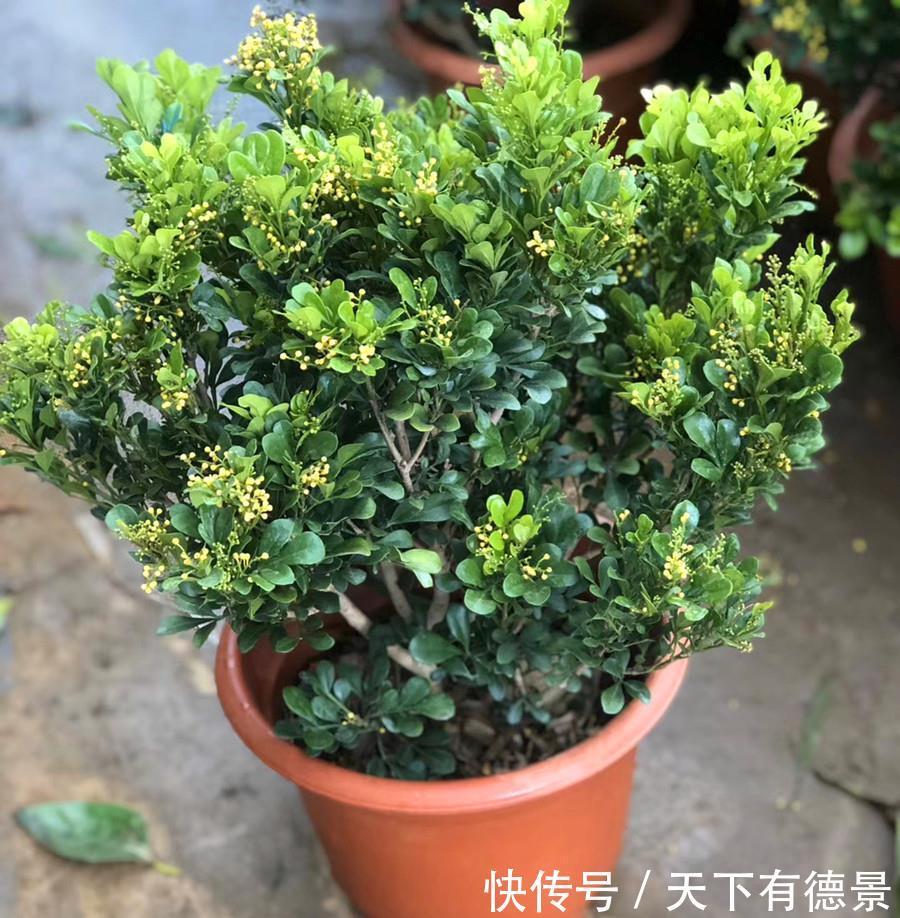 大众花卉|3种“漂亮花”,香气浓郁,大牌香水的“原料”,又香又美又值钱