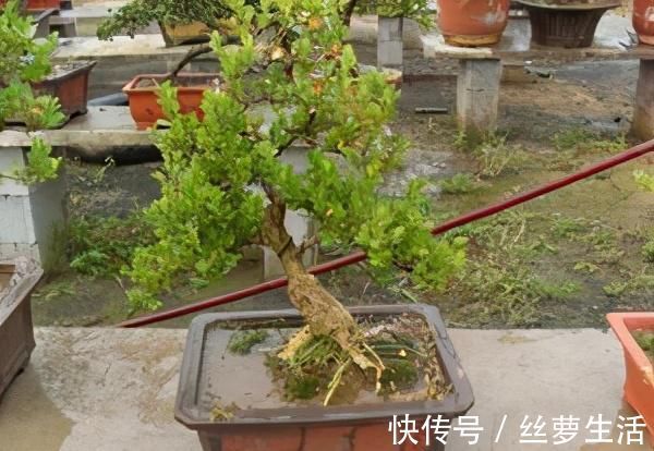 价值|苏派盆景极具名气,这6种盆景做法精妙、极具自然之感,价值高