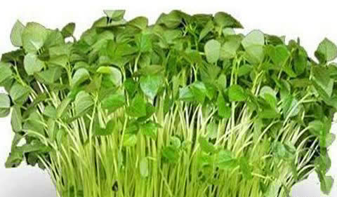 食物|秋季养生，推荐三种食物，美白护肤，排毒养颜，延年益寿