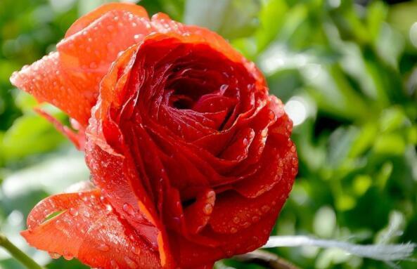 养盆“芹叶牡丹”吧！简单易养易爆盆，花色艳丽，开花120天