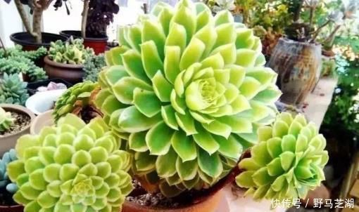 缺水|多肉养不好养只有这样不停地浇水，才能长得枝强叶壮还不烂根