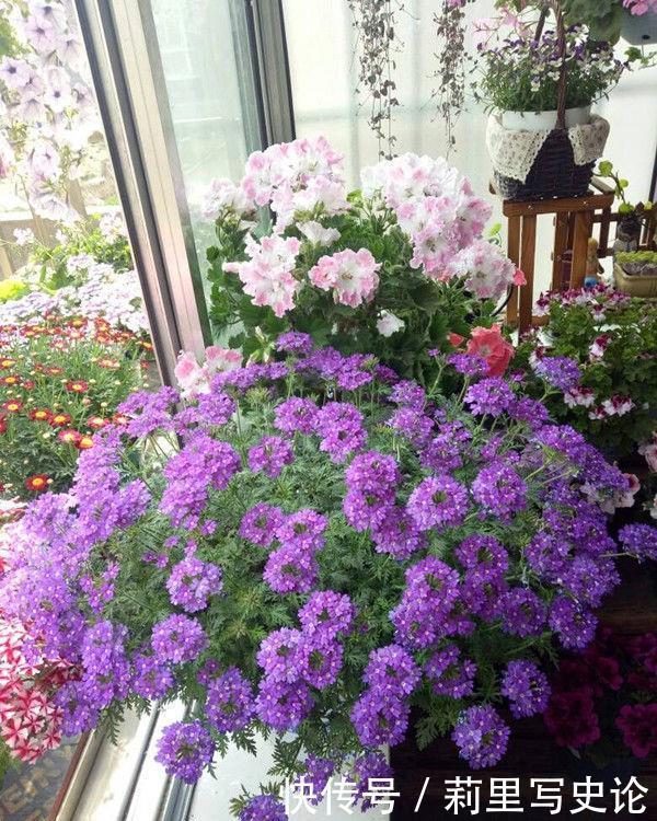 世上公认最美的4种花,谁见了都喜欢,第一种已经被迷住了