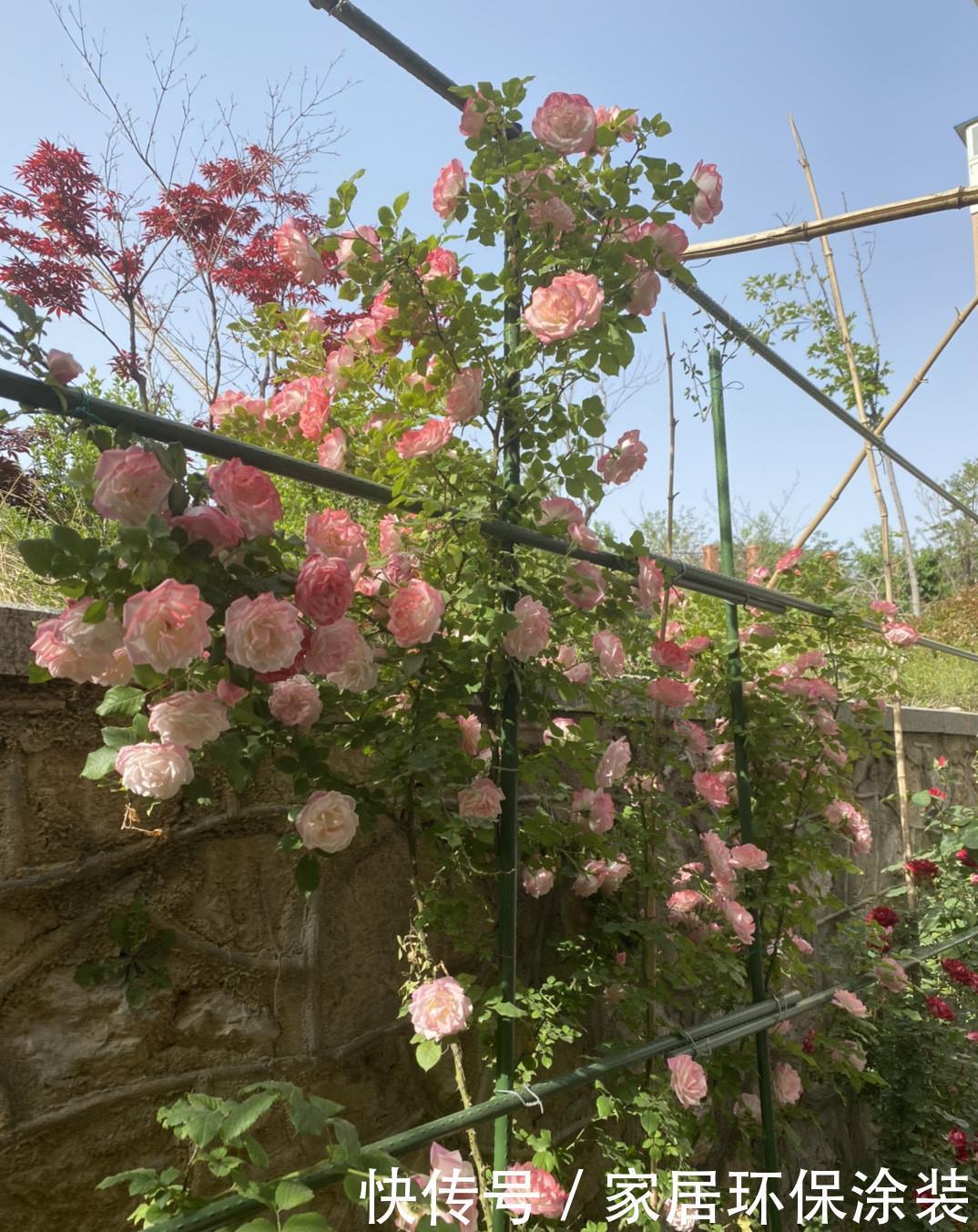 温度|月季服盆慢,满足“三要求”,“快速缓苗”,三周冒出一堆大白根