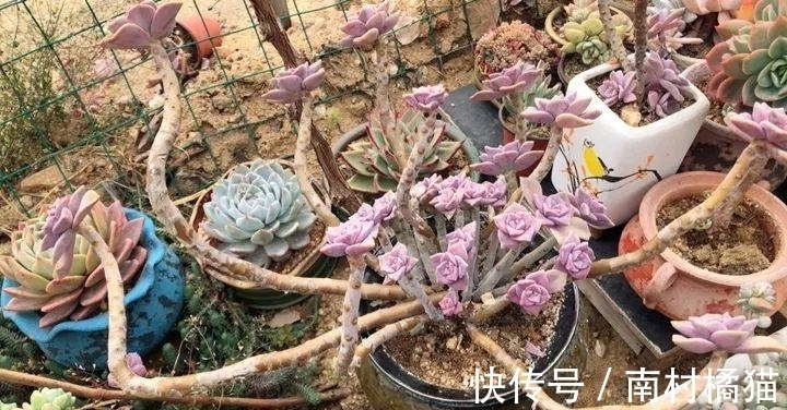 叶片|多肉植物红粉佳人养护指南:抓住4点要求,上色出状态易