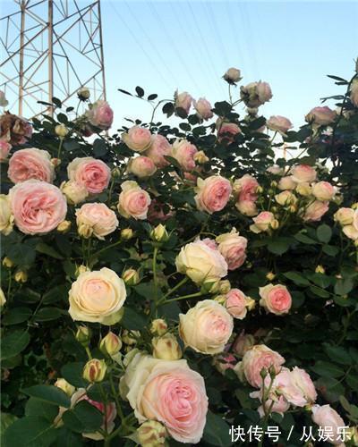 月季扦插不生根试试以下这个小妙招,保准根根活