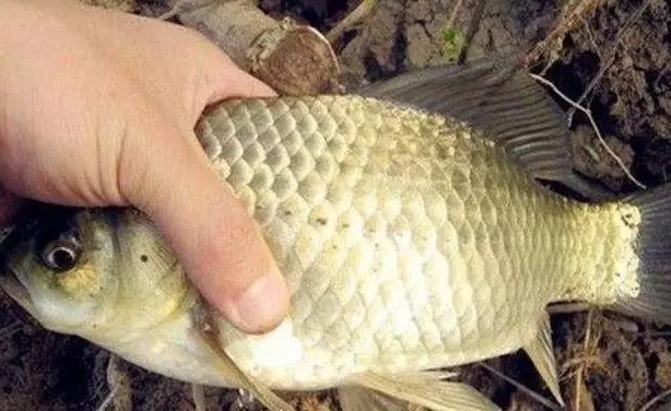 野钓大板鲫的黄金季节已到来,学会这些技巧,比黑坑都要钓的爽!