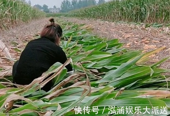坚强|“全能宝妈”带娃收玉米两不误火了,所谓坚强,全靠硬扛