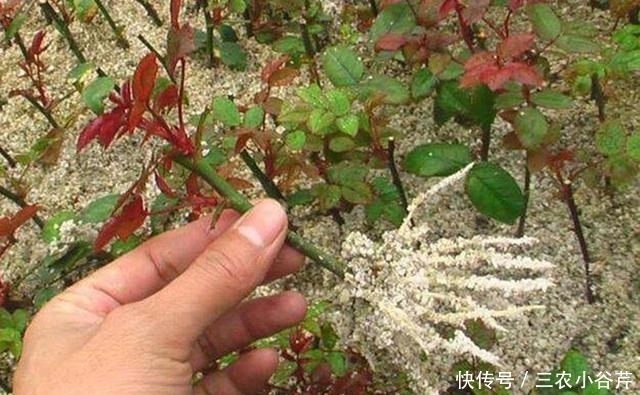 这是“天然”生根剂,路边捡一把,泡在水里,生根快速,浇花也旺