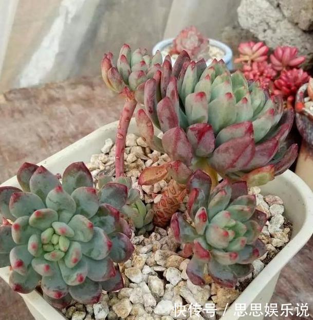 多肉植物速成老桩秘籍盆栽管理''狠一点''，想成功很简单