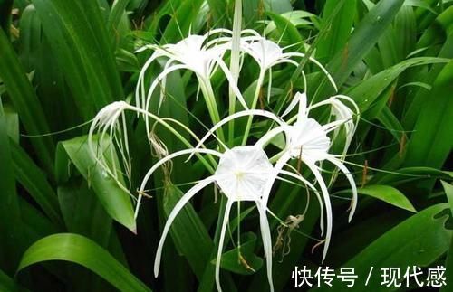 热心肠|一个治脚崴伤的神奇中草药,当天用,第二天脚就能下地走路了