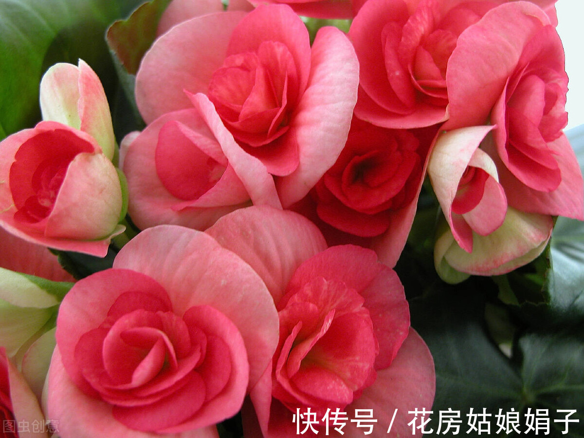 丽格海棠|4种比较难养的花,只有掌握好养护方法,才能枝叶茂盛、花满盆