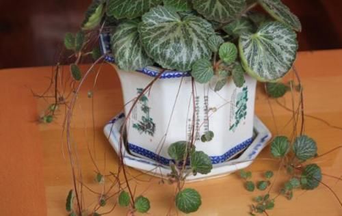 喜阴|6种花天生“喜阴”,明亮光照就能长得绿油油,晒太阳会黄叶!