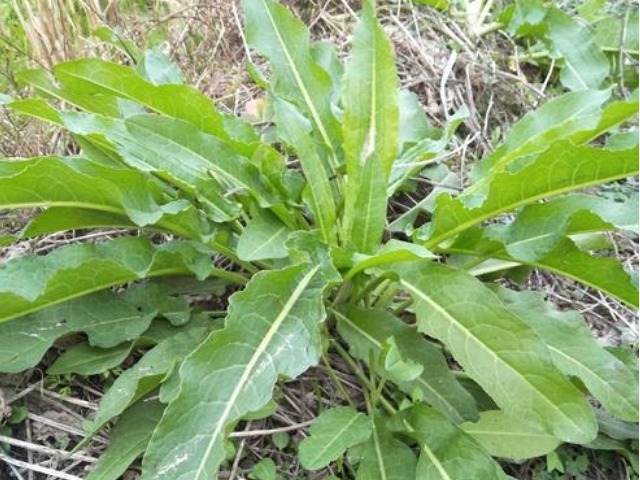 脚气|长在河边的“野菠菜”，用它洗头能使头发乌黑锃亮，治脚气有奇效