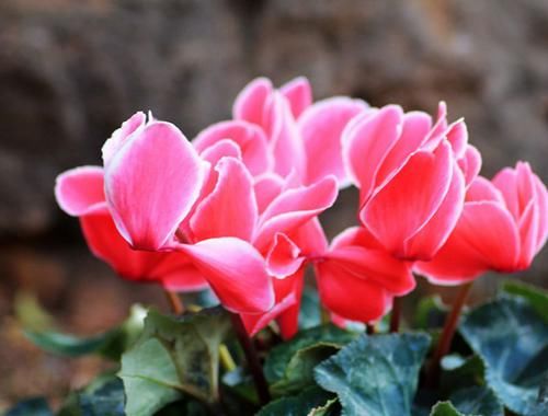 养花试试这几款,品种丰富,绽放的时候非常美丽