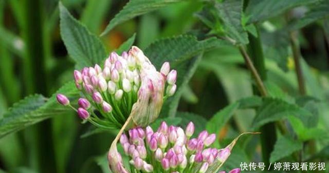 同一种野生植物,在美国是“灾星”,在我国是宝贝疙瘩,不够吃