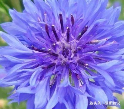 此花宛如美丽的小女孩,被德国尊为国花,象征着美好的幸福