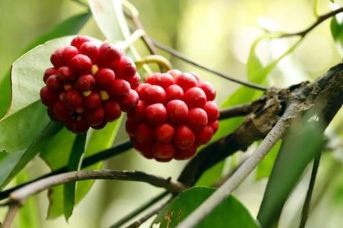 养肝|吃生姜可以养肝？73岁肝科中医：3种食物伤肝不轻，平时尽量少吃