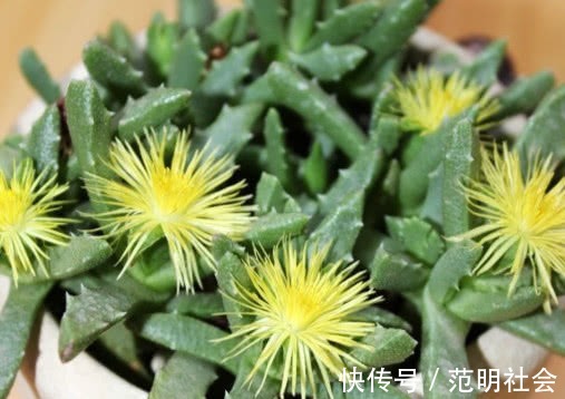 妙招|多肉芳香波怎么养教你3个小妙招,养出翠绿幽香的芳香波