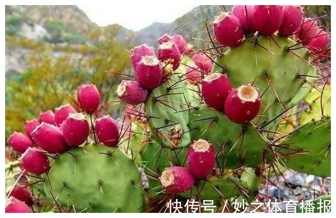 墙头|长在农村墙头的野果,酸甜可口,想吃还得看缘分,有钱也难买到