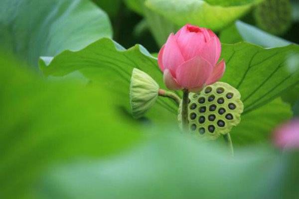 秦显|这漫长的三伏天，病床上的众生相