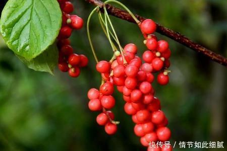 一把五味子，养生大功效7大顶级妙用，有病祛病，无病强身