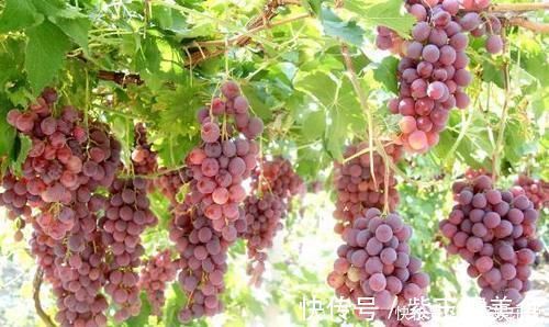 葡萄|孕期多吃葡萄,宝宝的眼睛会又大又亮吗?哪几种水果多吃宝宝发育好,孕妈不发胖?