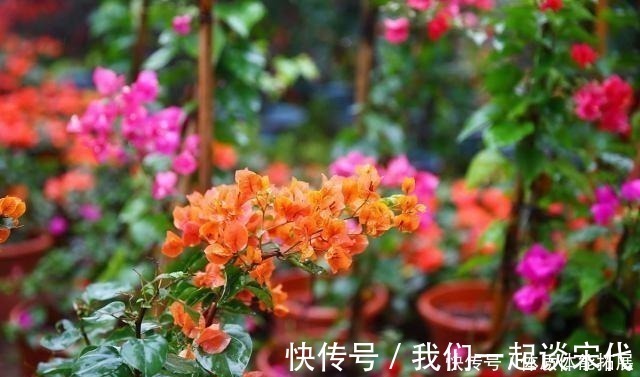 柠檬酸|三角梅“黄叶”不开花，用这2种水浇一浇，叶子油绿，满头花！
