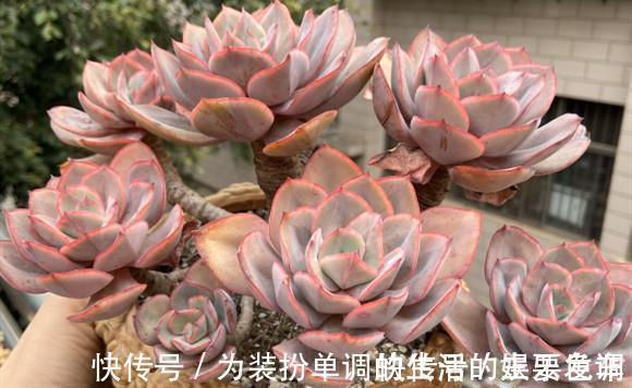 单头多肉如何变成多头，4个方法可供选择，多头的多肉真的太美了