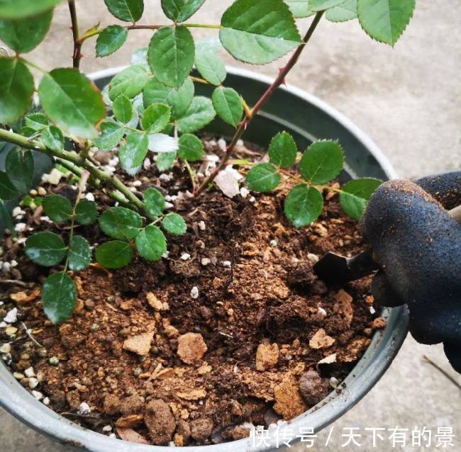 夏季|夏天月季花到底该不该施肥看完再也不纠结了!