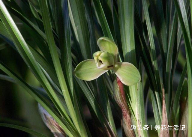 兰花出现干尖问题,只需把住“4点”就能解决,以后不再出现!