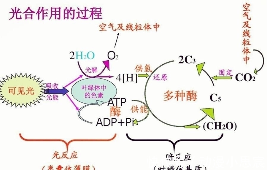 人人果实|海贼王, 大将绿牛果实能力终于确认, 他其实有四个胃