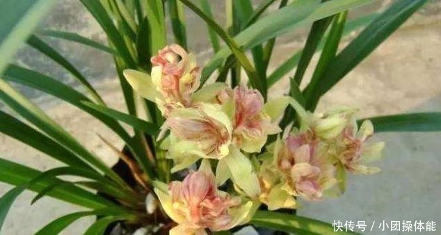 喷香|再忙也要养盆它,多瓣奇花自带香气,越冷越爱开,满屋“喷喷香”!