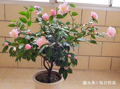 “5”种花，别随意乱送人！送人可能会送走自家“财神爷”！