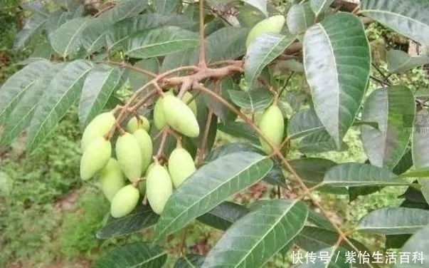 农民|农民一种野果子,味道难吃,殊不知价值珍贵,卖到26元一斤