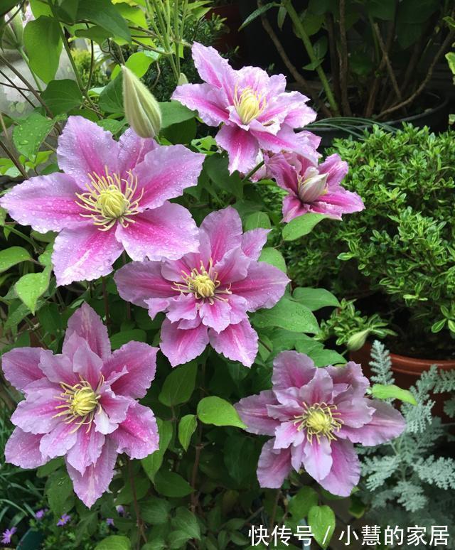 贝拉|家里有院子，建议养这5种花，高级的私家花园至少养一种