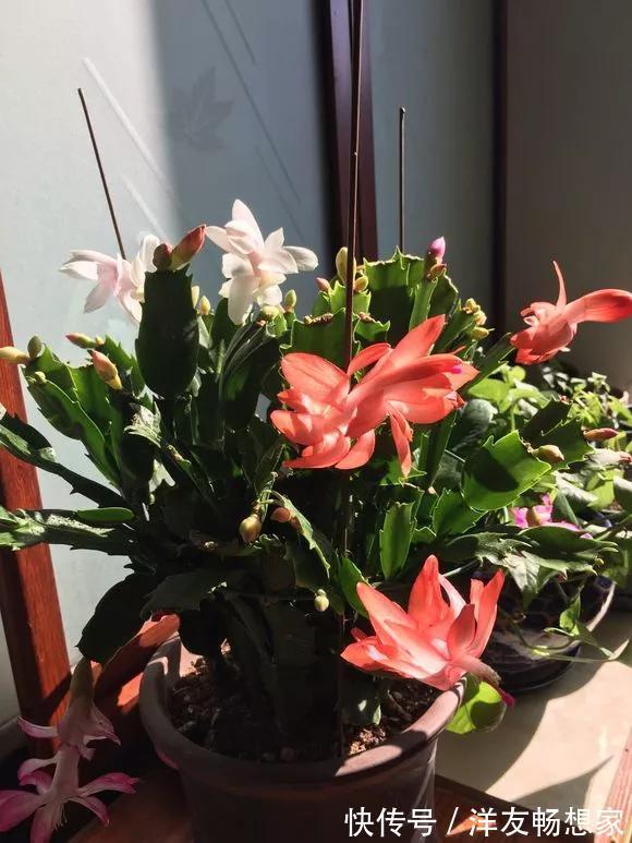 蟹爪兰花|养花技巧养蟹爪兰,要舍得摘叶子,摘完新叶嗖嗖冒,入秋才有花