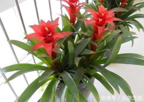 孔雀竹芋|家里不够向阳,想养花怕养不好,那这几种花值得入手