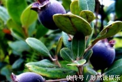 高产|助阳补阴,明目壮肾的乌饭子,农民掌握种植要点,收获高产乌饭子