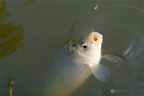 秋末钓鲫鱼,子线用长还是用短这样选更科学,中鱼率飙升几倍