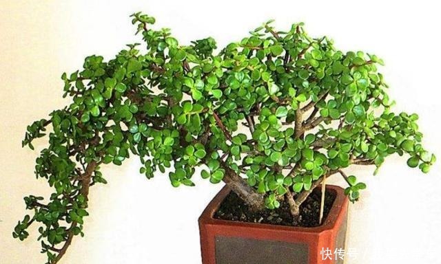 家中养金枝玉叶,到底能不能开花,原来需要满足这些条件!