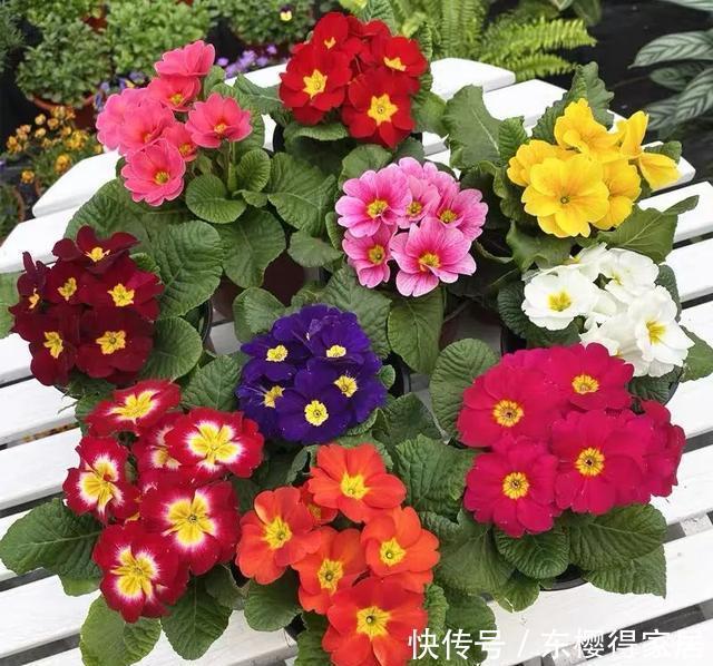 漂亮|12月在家养盆报春花,开花多又美,繁花似锦,漂亮极了