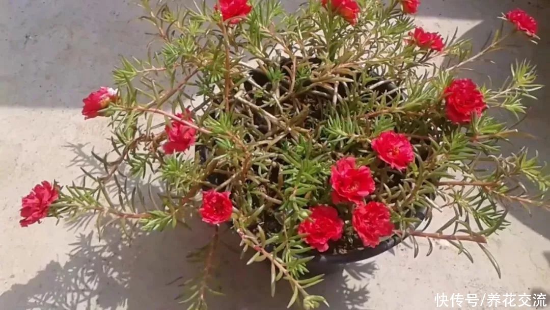 耐热耐晒的4种观赏盆栽,花量丰富,大多可四季不停开花