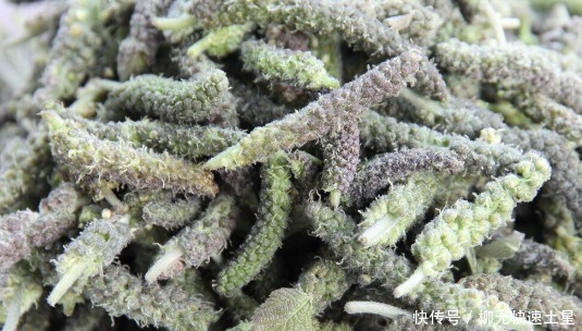 吃法|夏季挖野菜，送你64种野菜图片大全，教你认识不同的野菜和吃法！