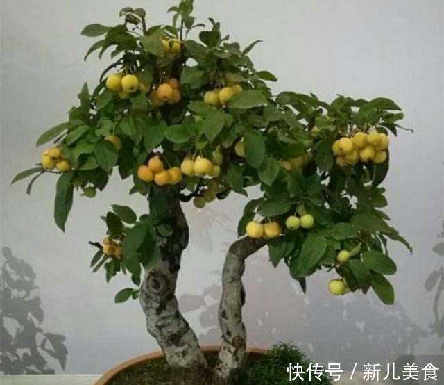 冬红果老桩也可以制作成盆景,还能结满红色诱人的红果子